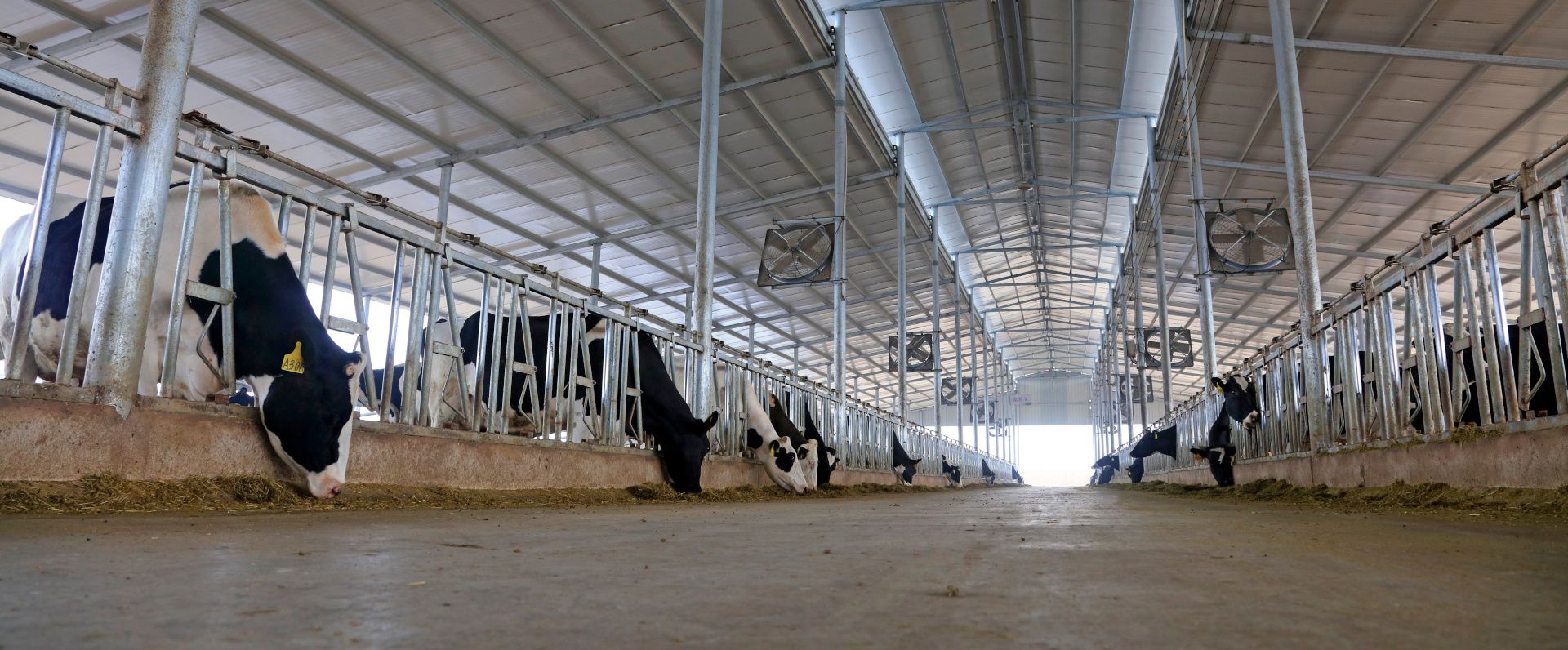 Cattle Building made from steel